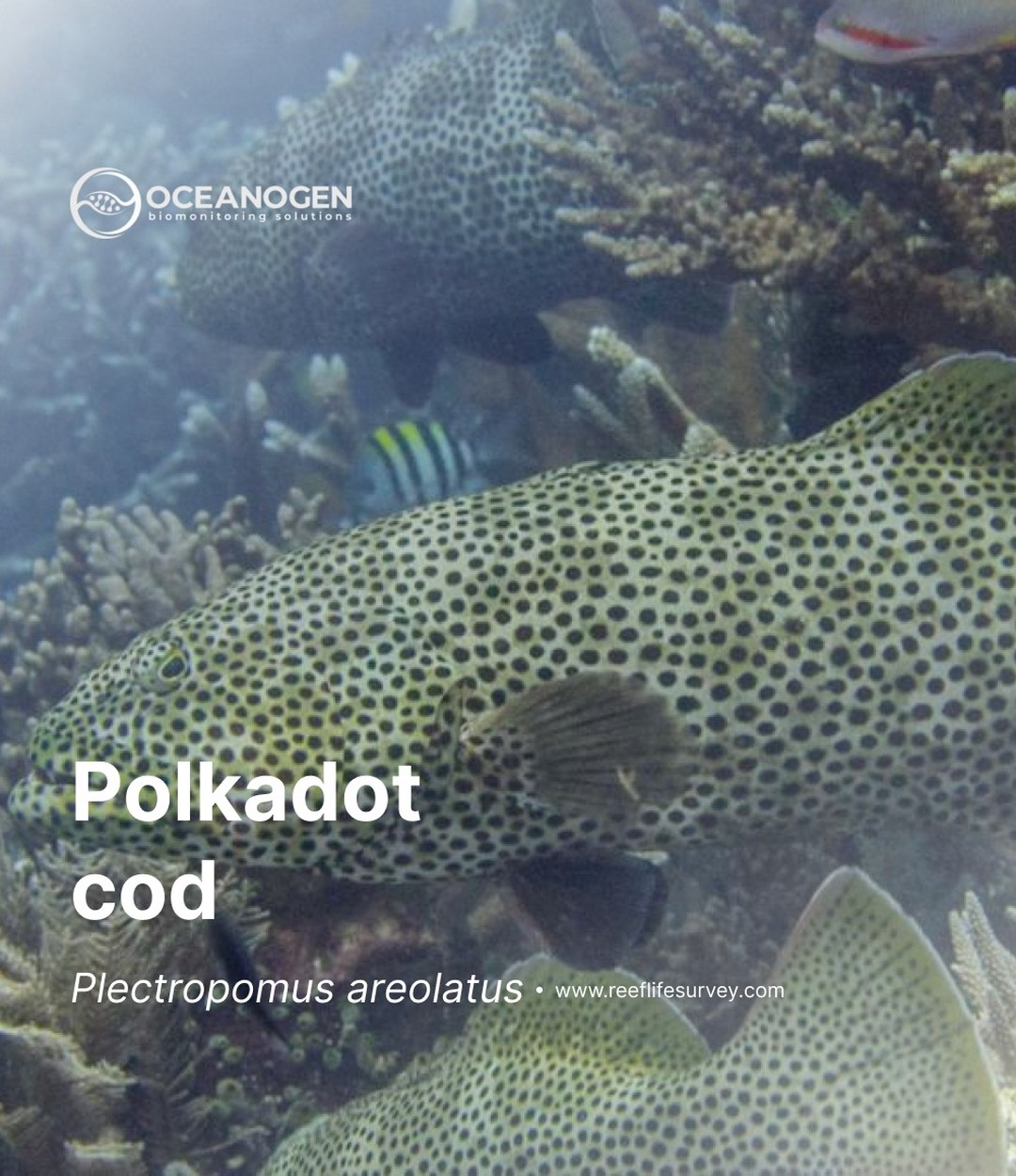 DNA barcoding.
Plectropomus areolatus is a species of marine ray-finned fish belonging to the subfamily Epinephelinae. Plectropomus coral groupers are ecologically similar to the species in the genera Cephalolophis.
—
Website oceanogen.com
Email contact@oceanogen.com
Instagram @oceanogen