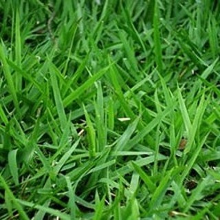 Características: Crescimento muito lento, resistência a seca e excelente densidade.
Recomentado: Jardins residenciais e comerciais.
Resistência a seca: Muito boa.
Coloração no Inverno: Boa.
Resistência ao Pisoteio: Boa.