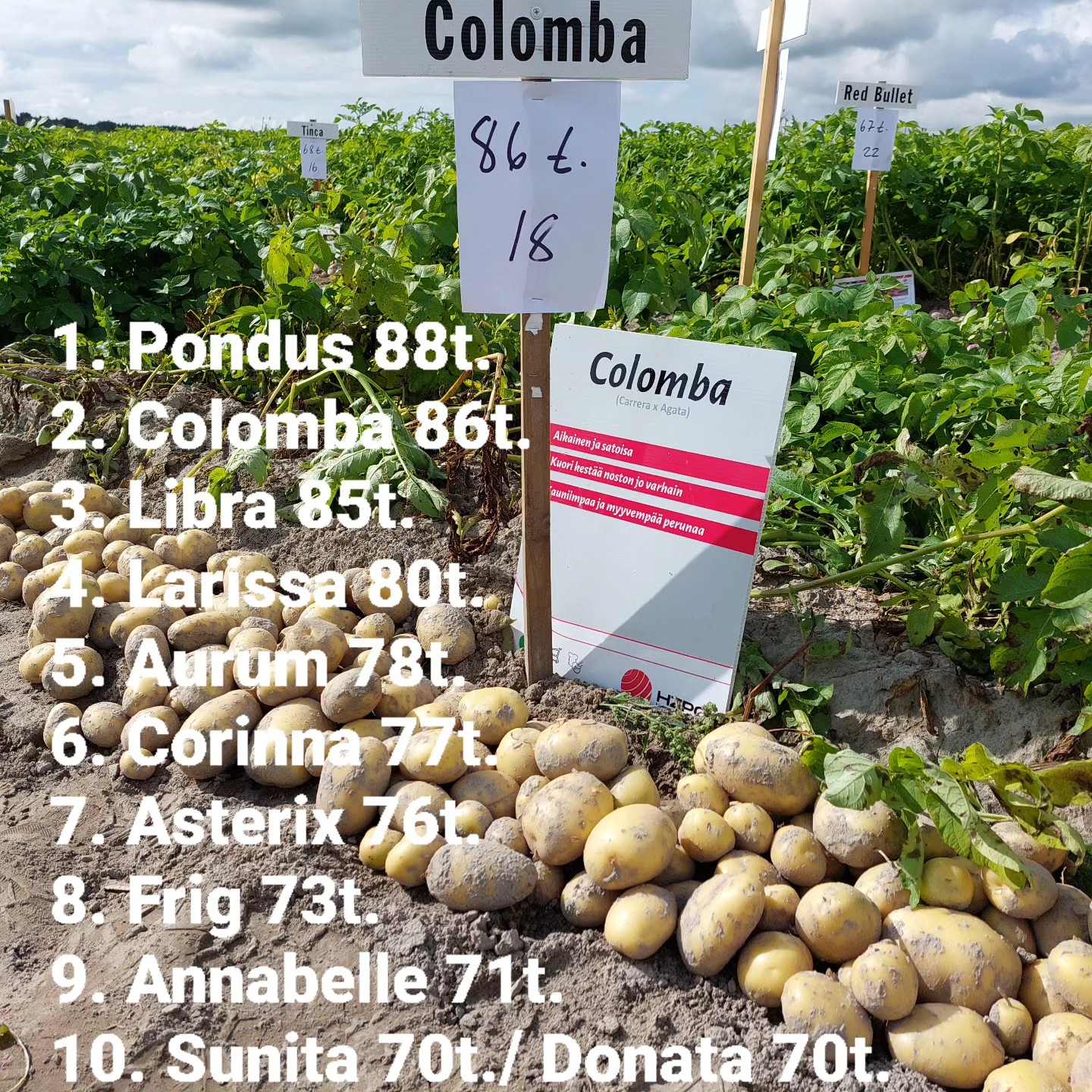 ProAgrian Lapväärtin koekentällä kasvoi kesällä 2023 46 erilaista perunalajiketta. Koekenttä istutettiin 5.6. ja esiteltiin yleisölle 23.8. Satoisimmat lajikkeet olivat Pondus (Danespo), Colomba (HZPC), Libra (HZPC), Larissa (Finpom) ja Aurum (HZPC). 👍 Myös muut HZPC:n lajikkeet menestyivät kentällä hyvin! Kentän kaikkien lajikkeiden satotasojen keskiarvo oli 59t. jonka miltei kaikki lajikkeemme ylittivät:
Asterix 76t.
Annabelle 71t.
Sunita 70t.
Noblesse 69t.
Van Gogh 68t.
Challenger 66t.
Innovator 57t.
Helmi 56t.
