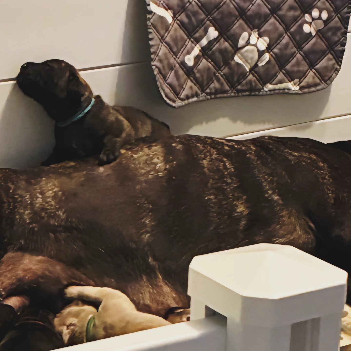 I'm a big boy....
#canecorso #canecorsoofinstagram #canecorsofans #canecorsolife #canecorsolover #canecorsopuppy #canecorsoloversofinstagram #canecorsoitaliano #canecorsokennel #availablepuppies #canecorsopuppies #dogsofinstagram #rehoming #doglife #akcgrandchampion #dogoftheday #doggo #doggram #doggyeyes #cuteanimals #cutedogs #dogloversofinstagram #dogkennel #dogbreeder #akcshowdog #akcchampion #AKCshow #AKC