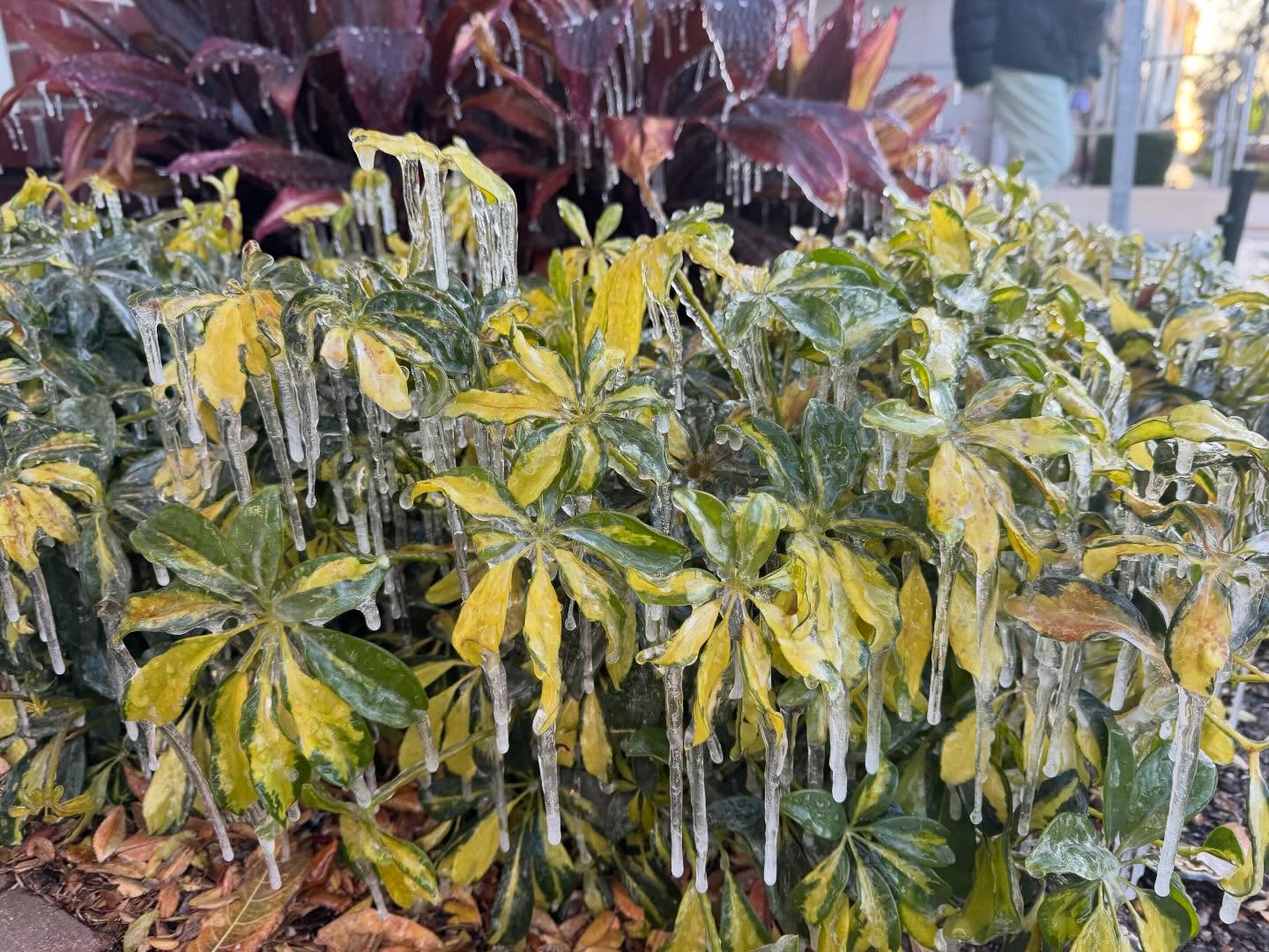 Icicles in Orlando! 🥶🥶🥶 and my golf tourney starts tomorrow. 😬😬😬