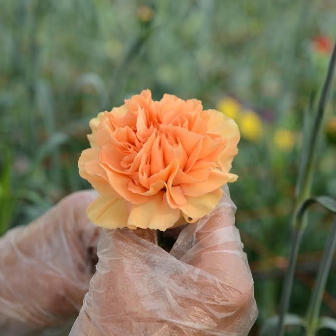 Our special YUZU - Standard varieties
#like #likesforlike #followforfollowback #follow #flower #followers #following #tb #flowers #orange