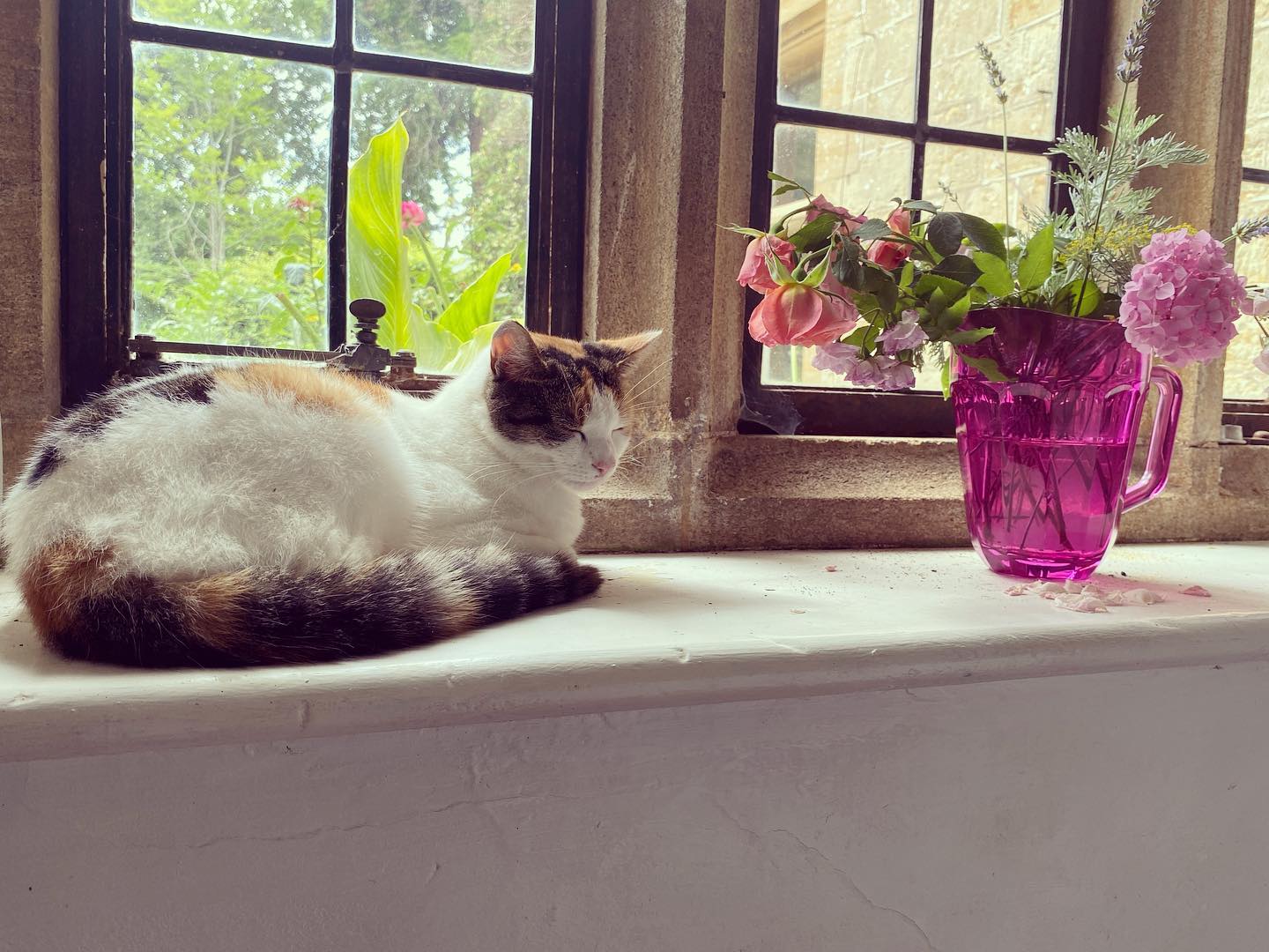 Sweet Pea is feeling relieved that it’s not quite so warm today! 🌸
Have a happy Wednesday everyone ☺️
#symondsburymanor #symondsbury #dorset #bridportdorset #jurrasiccoast #dorsetcoast #selfcateringaccommodation #selfcateringholidays #selfcateringholidaysuk #selfcateringholidaysdorset #dorsetholidays #uniqueholidayrentals
