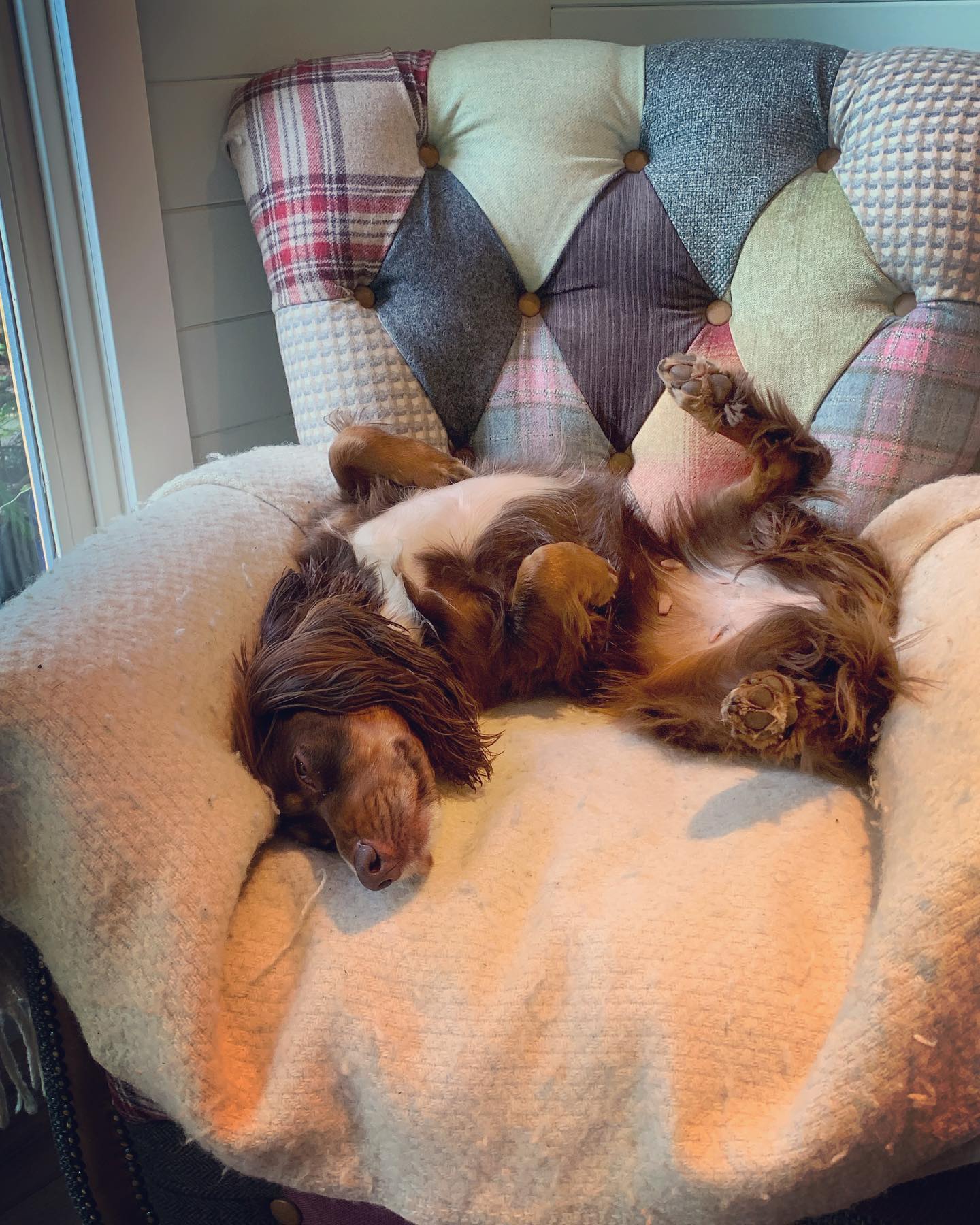 Phoebe hard at “work” today; what a struggle it must be 🤣👌