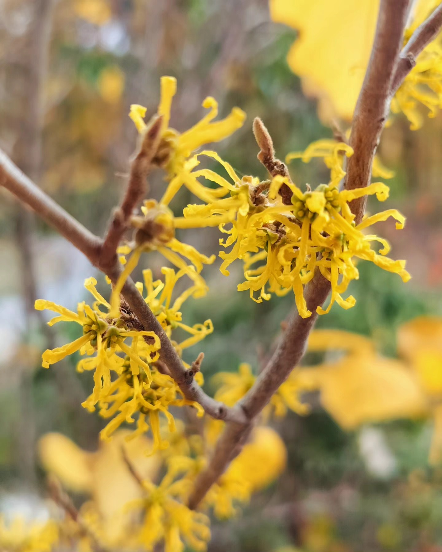 Tuesday Moment of Zen. Witch Hazel (Hamamelis virginiana) blooming after the leaves have fallen. One of the latest native plants to flower in the whole region. Peace y'all.