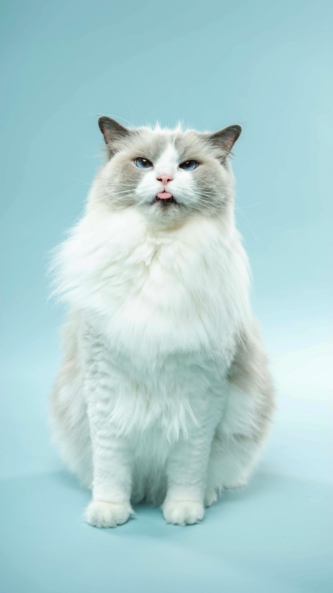 To blep or not to blep? That is the question. Did we make you laugh?
Pet photography for all the feels.
Want us to take photos of your pet? Let us know! ⬇️