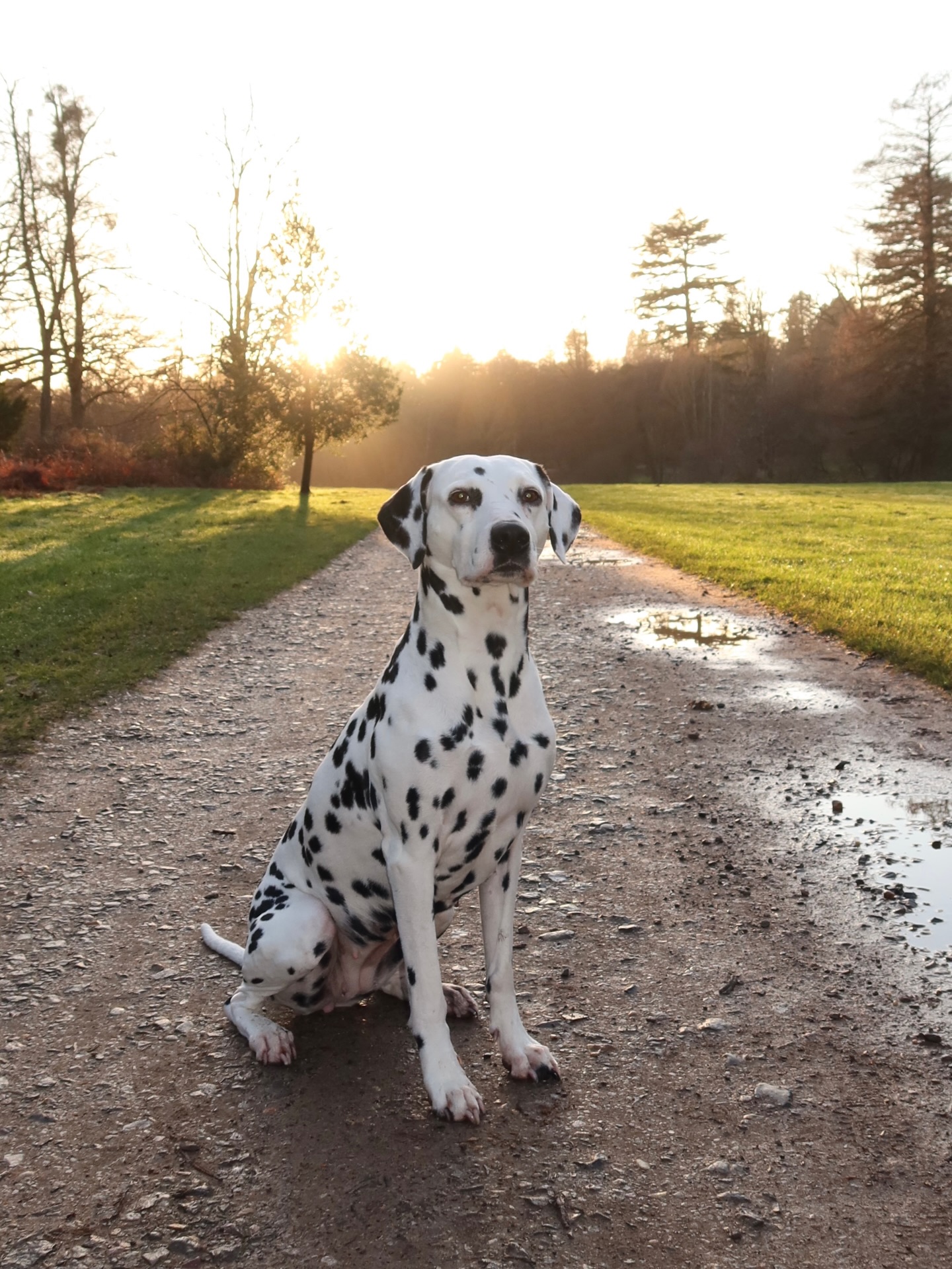 Mae in the beautiful Great Windsor Park in Virginia Water 🌅🇬🇧
Since this week, Mae has moved in with me (Megan), my twin sister Gwen, and our good friend Tammie in the UK. She’ll be living with us for the greater part of the year while we study here, and will return with us to the Netherlands during our holidays. The three of us are so happy to have sweet Mae bringing her cheerful personality into our home and we’re so excited to show her the British sights and make wonderful memories in the UK🥰