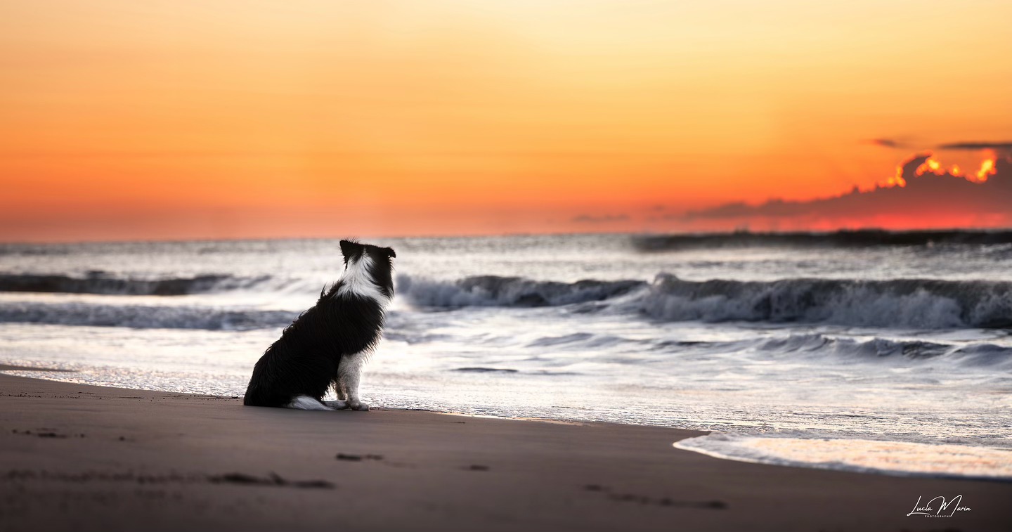 Contemplative Sunrise🌅
Enterrada entre trabajo y la uni hace bastante que no subo post y aún tengo cientos de fotos esperando a ser subidas🤡
Hoy os dejo esta foto que hemos trabajado en profundidad en una Workshop con @carlaequineart ❤️💻
La foto en cuestión es de la sesión que realizamos con Thai y Paula hace unas semanas y es una de mis favoritas. La serenidad, paz y soledad que me inspiran son maravillosas y me encanta quedarme mirándola🖼️