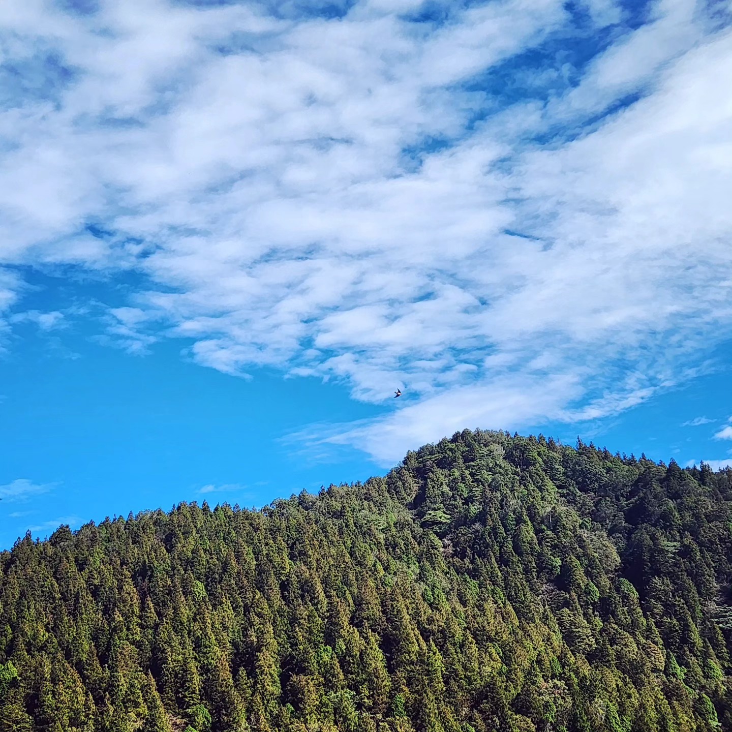 Ride on the hill
Taipingshan
#太平山
#Letsridetaiwan
#LetsRideTogether
#BikeFunTaiwanTour