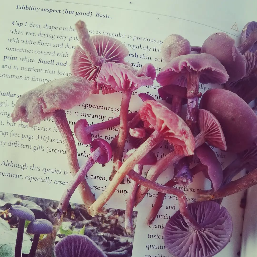 A tasty handful of Amethist Deceiver. Laccaria amethystina. #mushroomidentification #mushroomsofinstagram #mushroomhunting #mushlove #fungilove #fungus #fungi #fungiphotography #fungiofinstagram