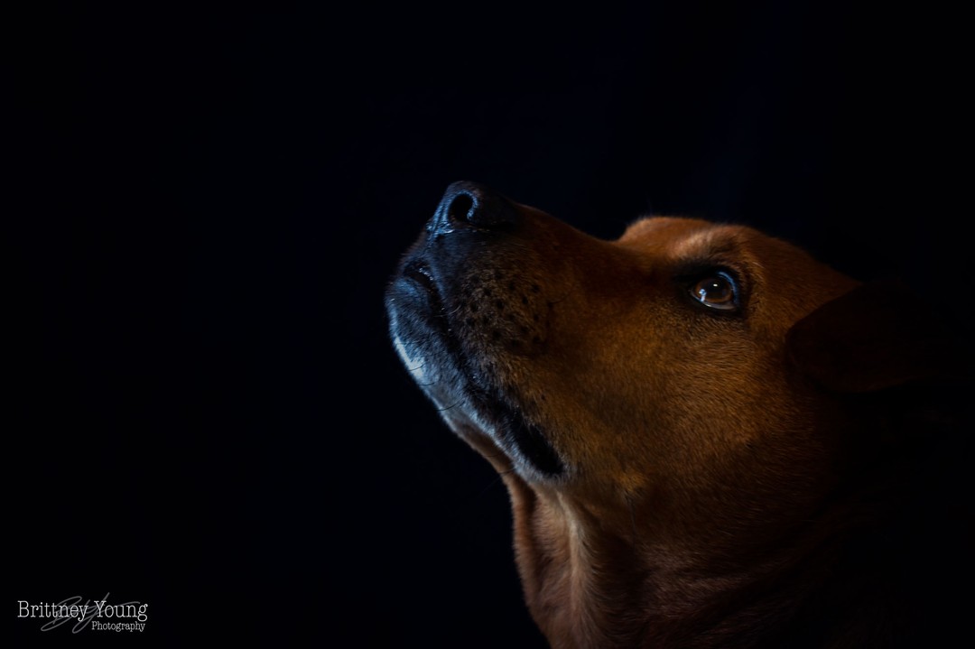 Will dog Wednesday anyone? 🐶
.
.
.
#dog #dogsofinstagram #dogs #puppy #dogstagram #doglover #instadog #doglife #love #dogoftheday #doglovers #pet #cute #puppylove #pets #instagram #doggo #puppies #dogsofinsta #petsofinstagram #ilovemydog #animals #dogphotography #doglove #petstagram #photography #photoshoot #adoptdontshop #rescuedogsofinstagram