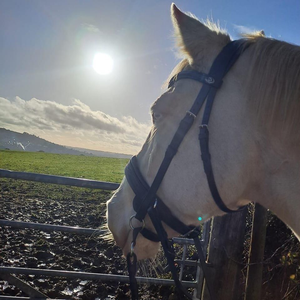Hayley’s horse watching the world go by🥰
#transcendbitlessbridle #doublebitlessbridle #simplesidecue #bitless #freedom #connection #superiorquality #englishleather #equine #horse #pony #bespoke #naturalhorsemanship #equestrian #baroque #horseaddict #equality #tack #biothane #photography #glowup #natural #horsesofinstagram #showjumping #dressage