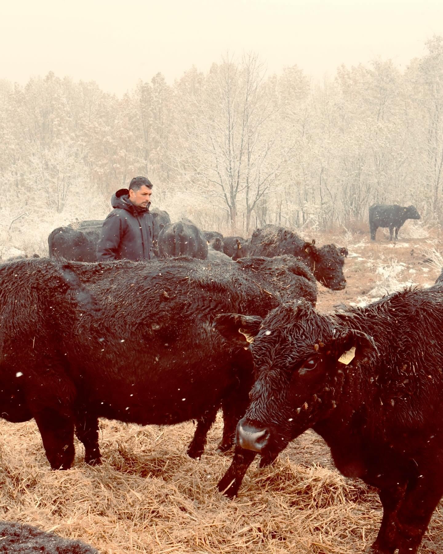 Very first snow @grassfedangus ❄️❄️❄️ #regenerativeagriculture #grassfedbeef #slowlife #romania #sustainability #wild #wildromania #farmlife Proud to be growing 100% grass- fed angus in wild Romania 🇷🇴 @romania