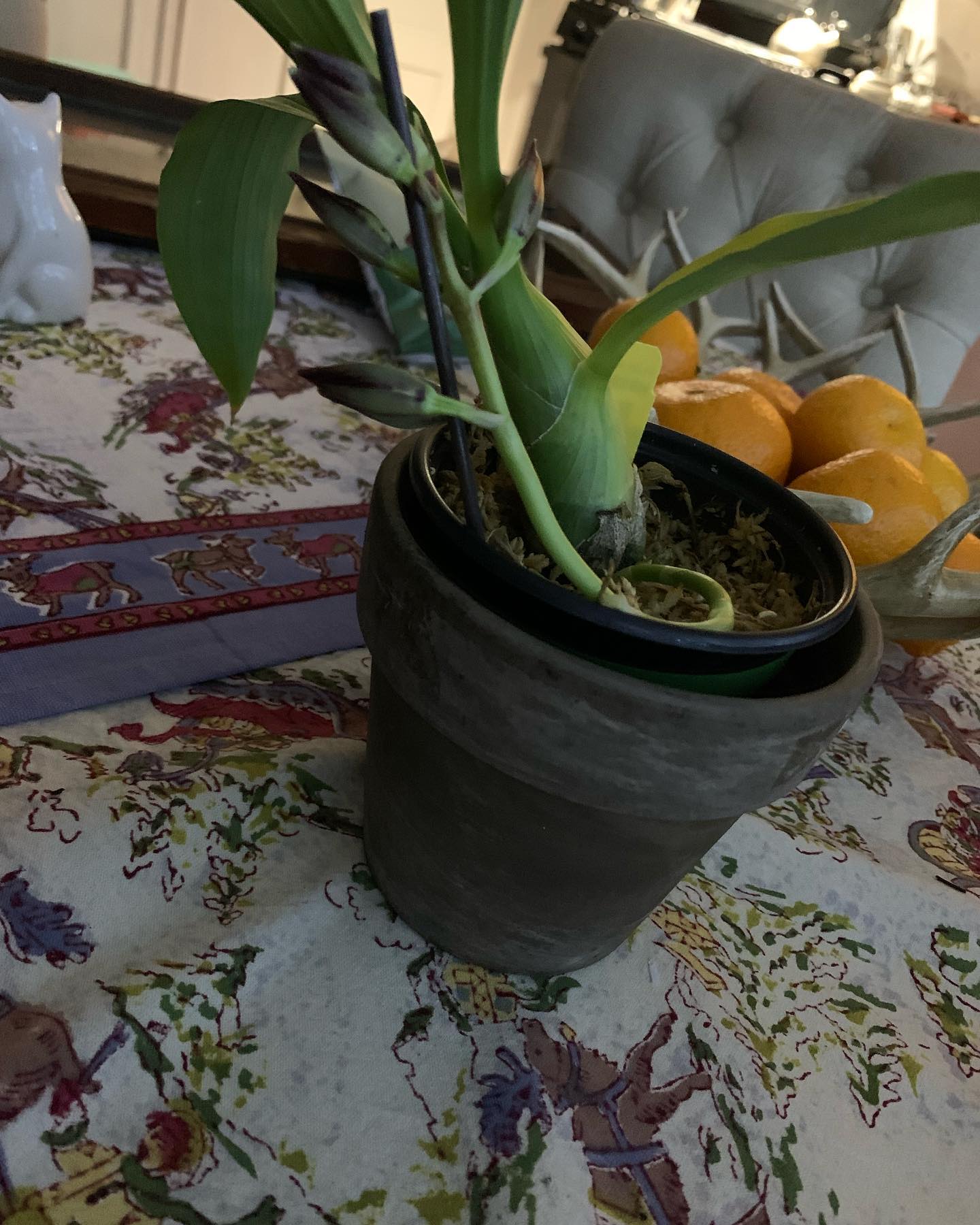 The first bloom on our Black Orchid, hopefully Christmas!