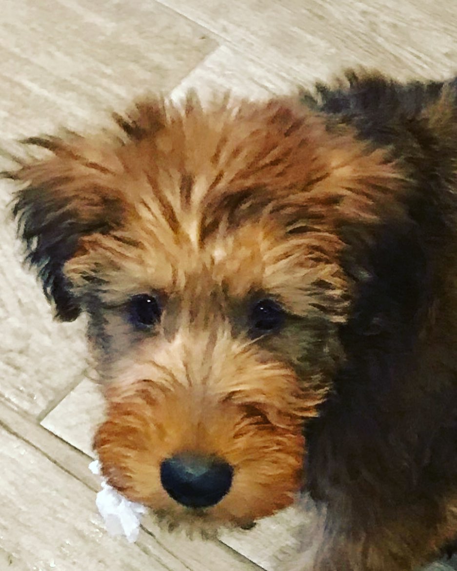 I’m going to be off work from 12th May until 30th May so regulars beware!! Please book now to avoid disappointment. Looking forward to seeing you and your delightful doggies very soon. Mad 🥰