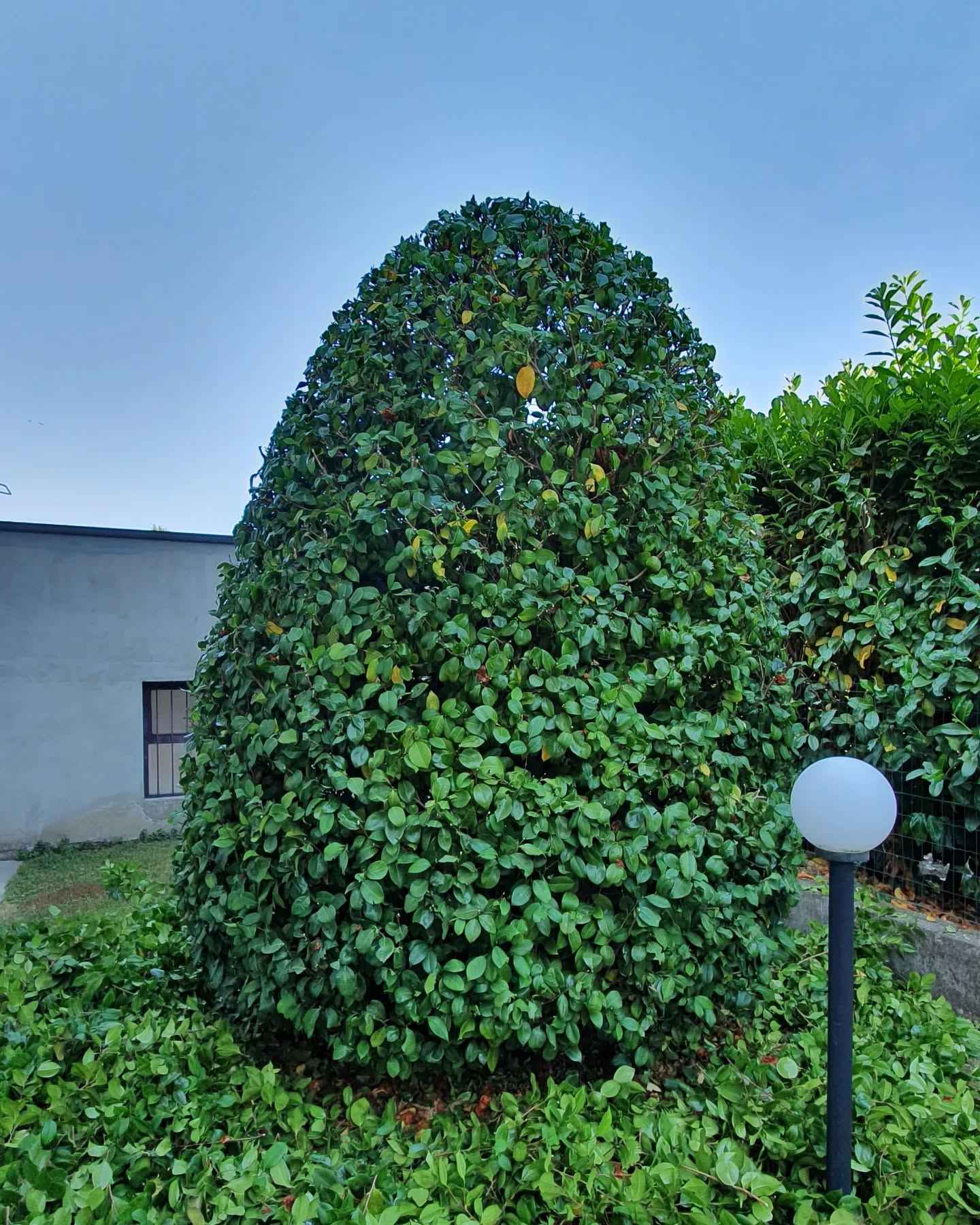 Potature e sagomature.
.
.
.
.
.
.
.
.
.
#camelia #giardinaggio #giardino #natura #garden #piante #green #fiori #verde #nature #gardening #potatura #italy #giardiniere #giardinodicasa #italia #love #flowers #giardinaggiochepassione #plants #polliceverde #potature #foglie #sempreverde #giardini