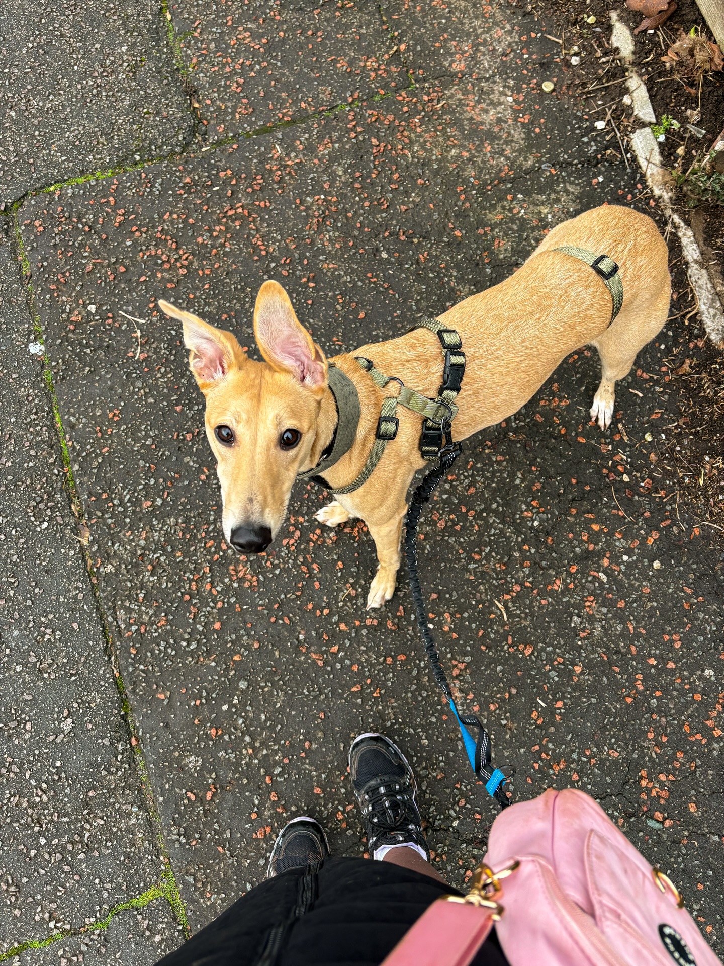 Effie’s ears have a life of their own! So cute 🥰🐶
#dogwalks #lurcherpuppy #lurcher #cutedog #dogwalker