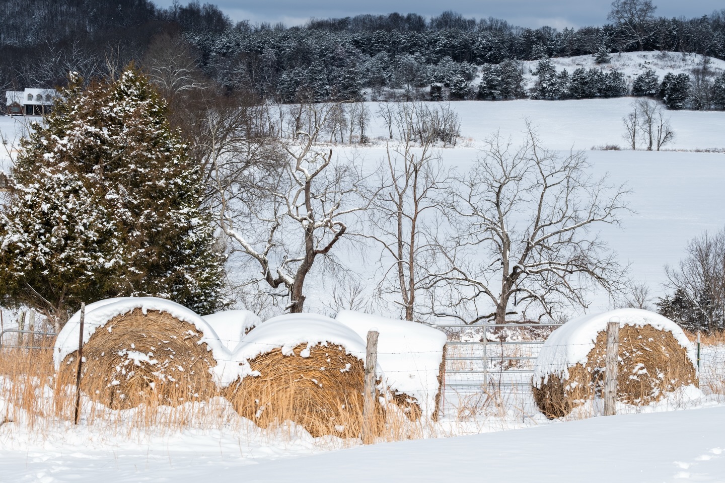 Morning light hitting hay bales along Carters Valley Road in Hawkins Co., TN. The winter cyclone dropped about 5 inches of snow in this area. The good snow, perfect for sledding and snow ball fights. It’s also very picturesque.
Camera: FujiFilm XT5
Lens: FujiFilm 50-140 f2.8
No filter
#fujifilmxt5 #fujifilmx_us #netn #winter #snow