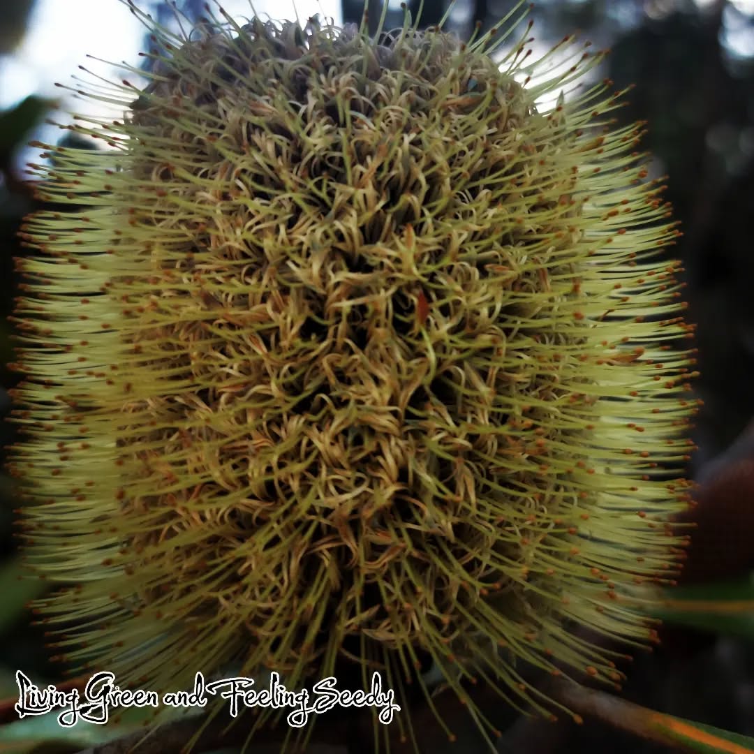 Banksia robur - Swamp Banksia
A gorgeous big leaved Banksia with lovely greenish yellow flower spikes.
Fresh cones have been collected and will be processing this weekend!
A great East Coast Banksia that tolerates wet feet.
#banksiarobur #banksia #proteaceae #banksiaflowers #beautifulbanksia #sedsupplier #banksiaseedsupplier #australiannativeseedsupplier #seeds #banksiaseeds #growyourownbanksia #growseeds