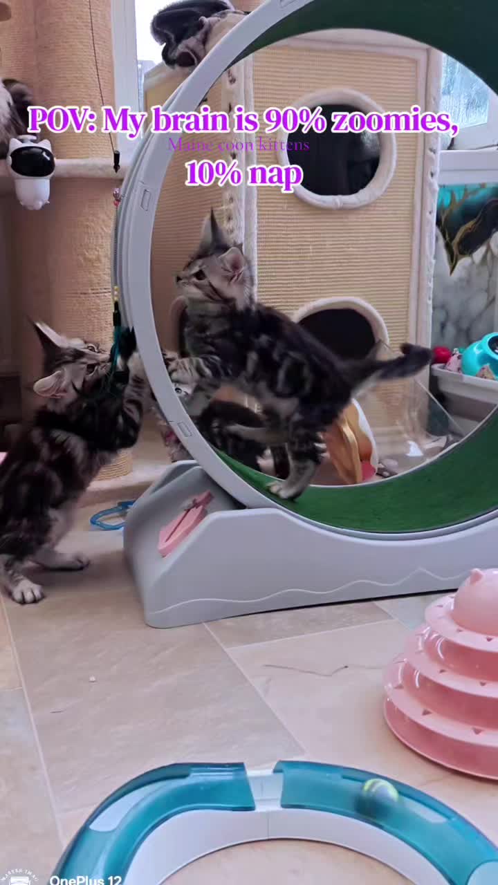 This adorable kitten is having a blast on the wheel! 😻
#showkittens #adorablekitten #mainecoonkitten #sapphirecoon #showkitten #mainecoonbreeder #sapphirecoonscattery #mainecoon #cutekitten #sapphirecoons