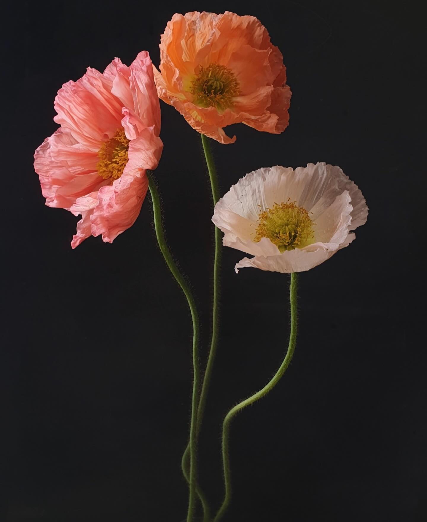 The prepossessing poppies. One of the best spring crops on the farm, we have been sowing another batch to try and encourage them to flower on into the summer. We still have seed of these beauties and all sorts of other lovely things!