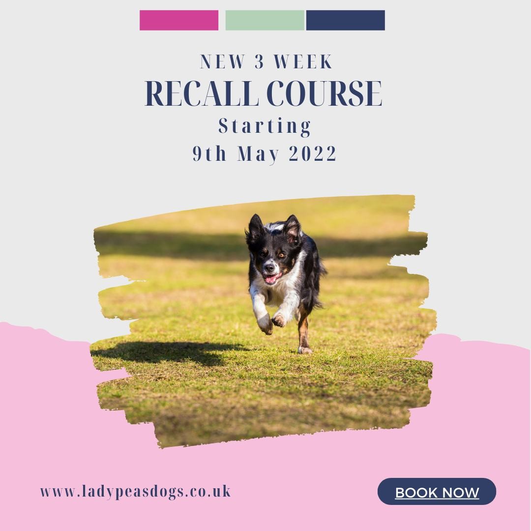 Easter is just around the corner, and with loads of easter Egg hunts happening, can you guarantee that all the chocolate has been found?
An initial vets visit to make your dog sick if they had eaten chocolate could cost your around £100 if not MORE!!
So why not spend your money on a 3-week course training a really reliable recall!
As a special Easter Promotion, we are offering this amazing 3 weeks course for JUST £45 (normal cost £70)
Limited Spaces.
Click on the link to register
https://www.ladypeasdogs.co.uk/offers/tiYNzu9z
#dogtraining #dogtrainer #reliablerecall #onlinetraining #ladypeasdogs #easteroffer #easterpromotion #dogs #dog #puppy #recall #easterdog