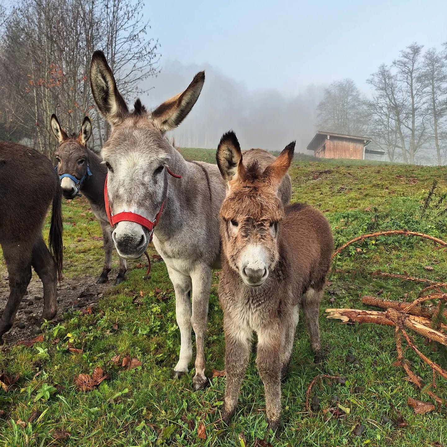 Maxi hat sich in dem letzten Wochen in ein Kuscheltier verwandelt. Und wie seine Mama Traudi liebt auch er es gestreichelt zu werden.
.
.
.
.
.
#winterfest
#eseljunges
#eselliebe