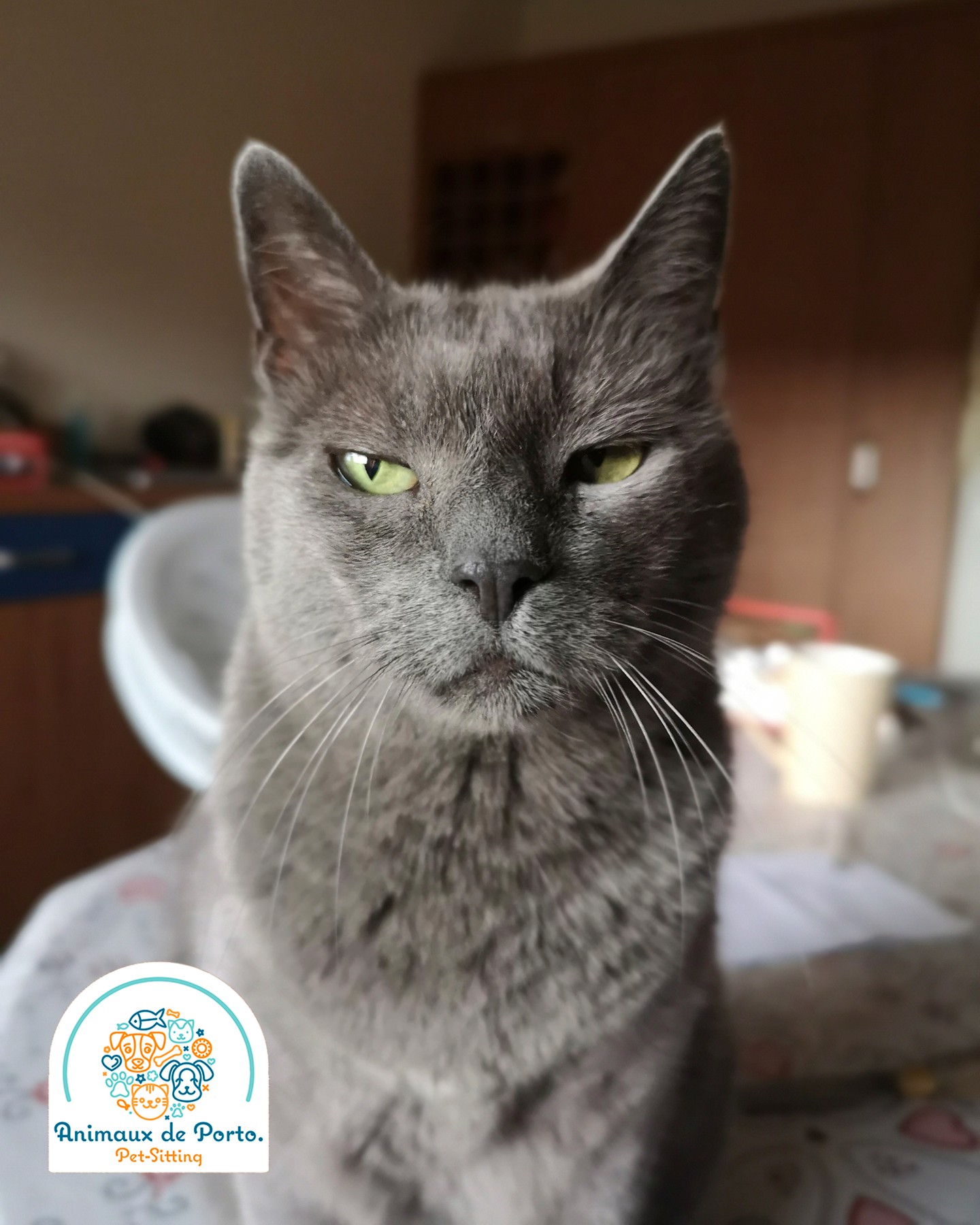 Puma! 😻
#petsitting #petsittingporto #cats #petlovers #catsitting #dogs #petsofinstagrams #porto