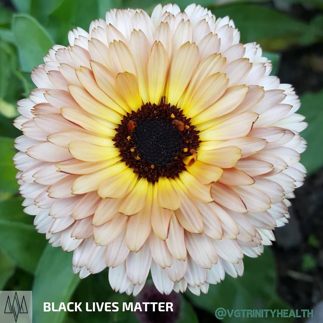 Another #flower as a reminder to slow down enough to notice what changes and remains the same.
.
.
.
#mentalhealth #therapy #awareness #stress #trauma #ptsd #anxiety #depression #mind #body #spirit #somaticexperiencing #health #recovery #gratitude #mindfulness #action #nostigma #free #hope #help #open #connection #trust #peace #nature #wellness