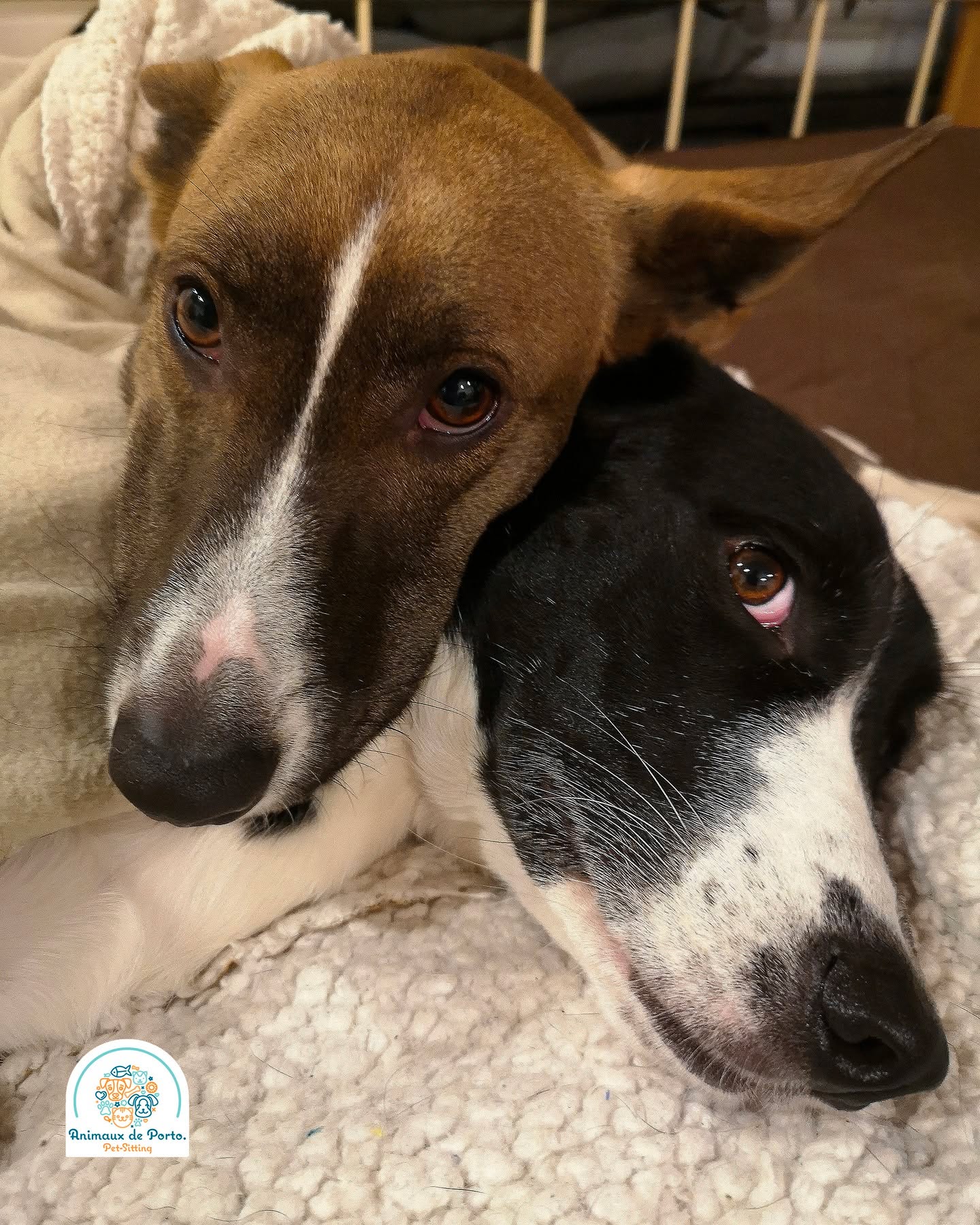 Cornรฉlia e Lucky ๐ป
#petsitting #petsittingporto #dogs #cats #petlovers #petsofinstagrams #dogwalking #pettaxi #porto