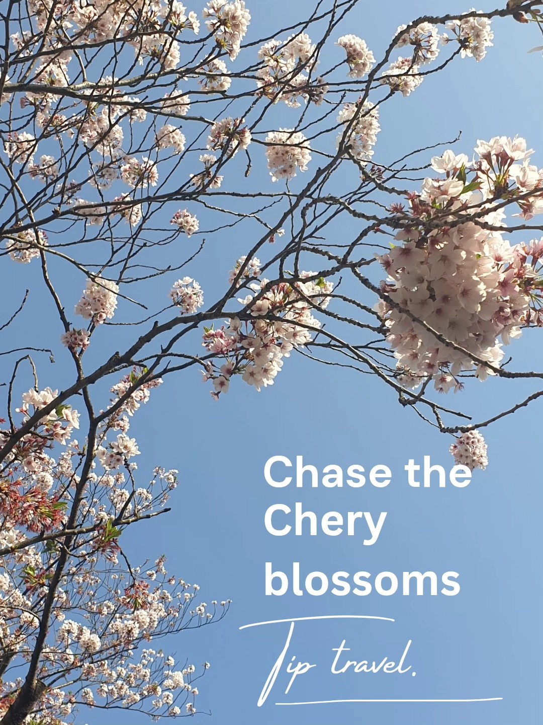 Want to know the best hidden spots to catch the cherry blossoms? 🌸 #cherryblossoms #cherryblossomseason #offthebeatenpath #tokyo #travel #traveladdict #travelbug