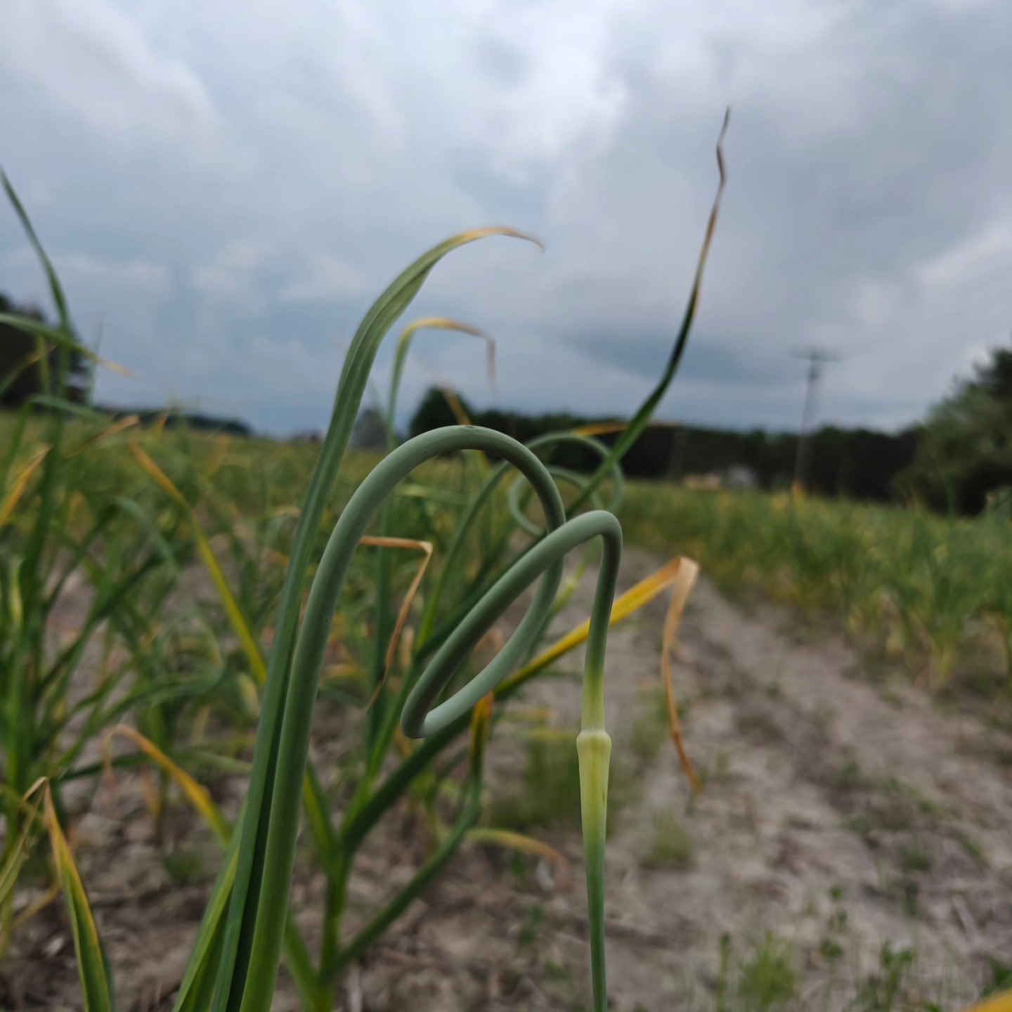 Racing the rain and getting the scapes harvested. Pray for speedy hands and slow moving clouds...lol
#garlic #BirchfieldFarm
