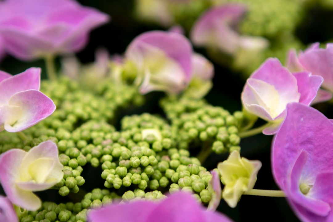Lace cap close up! 🔍