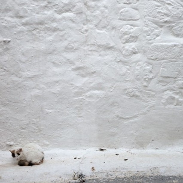 almost invisible
camara.nafplio.greece
#camaraworkshop.com
#beautifulgreece #nafplio
#jewelry #art #silvergold
#designjewelry #handmadejewelry
#cats