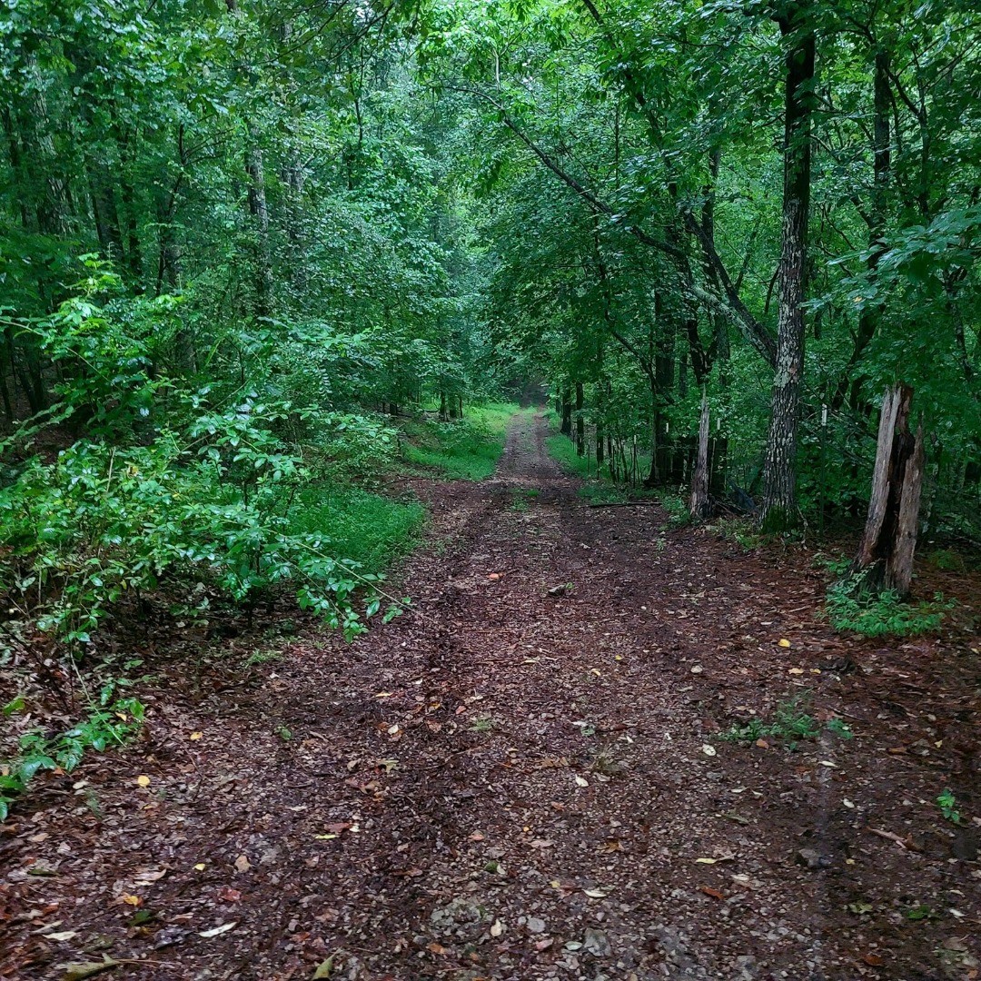 We have trails for beginners up to advanced riders. Great weather this weekend. #trailride #alabamaequestrian #horsetrail #alabamahorses