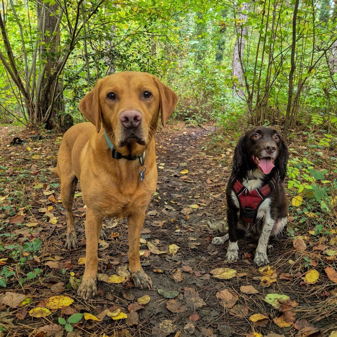 Muddy paws and expectant faces π
It's not easy to get a picture of Lyra (right) sitting still as she tends to spends our walks bombing around at a million miles an hour!
#wilddays #walkies #romseydogs #romseydogwalking