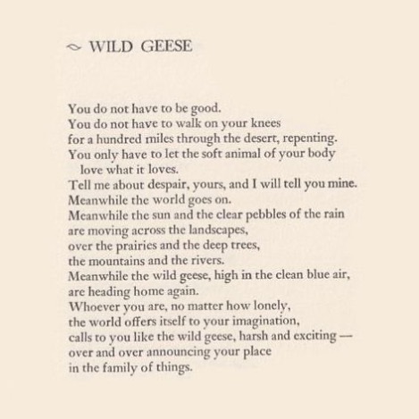 #maryoliver #wildgeese 🤍