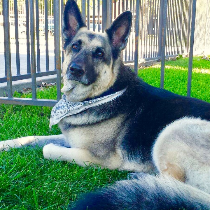 Today was a sad day. Beautiful Isis has passed on. She was a wonderful companion and stalwart protector of our family for 15 years. I love you Isis. Rest well your job is done. You were perfect. #restinpower #dogsarefamily