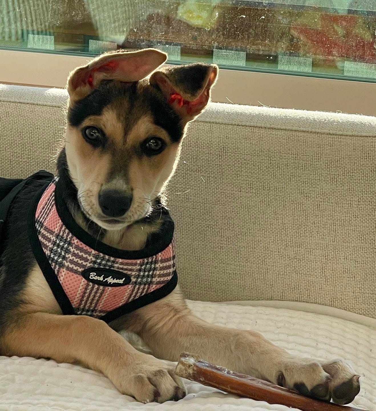 Architectural Design +Interiors has a new design assistant in the house! Meet Coast Salish Sea Tulalip “Tula” is the newest member of our team. @tulalip_adventures@carolinadogadventures. 🦊#swampfox #carolinadogsofinstagram #carolinadog #carolinadogadventures #fridayharborliving #fridayharborwashington #salishsea #designer #architecture #architecturedesign #interiordecor #home #residentialdesign #residentialarchitecture #sanjuanislandswa #permittech #homedesigns #homedesigner#buildingpermits