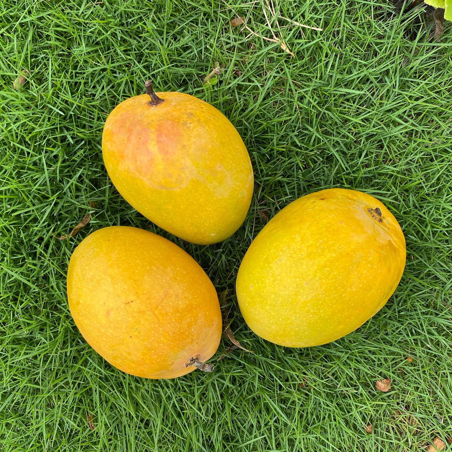 Unfiltered golden eggs
Devgad mangoes
.
.
.
.
.
#alphansomango #instagood #mangomilkshake #food #mangolover #mangomango #delicious #mangodessert #mangooutlet #mangojuice #mangonada #foodphotography #yummy #fashion #healthyfood #foodie #mangosmoothie #mangolassi #mangoseason #foodporn #instafood #mangoes #mangoicecream #love #mangostickyrice #mangoshake