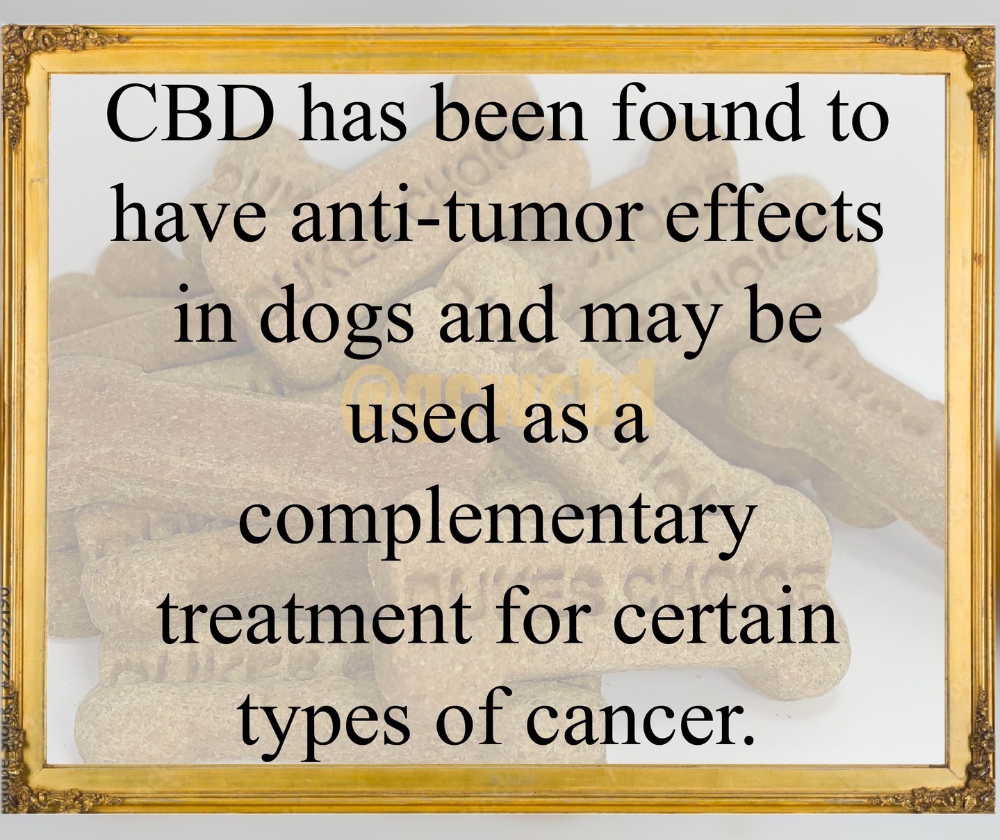 Have you tried CBD treats for your dog? Do you know how it works? Check out this fact!
#cbd #cbdfacts #dog #dogtreats #treats #cbdtreats