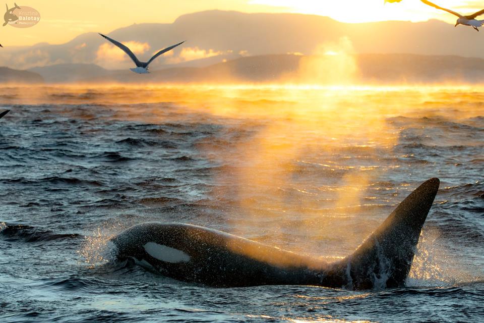 📷 Krisztina Balotay @krisztinabalotay