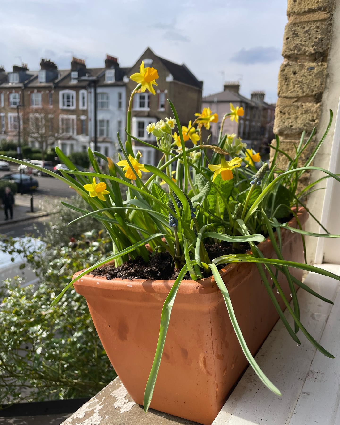 Spring window boxes taking us through until May 🌻
.
.
.
.
.
.
.
.
#londongardener #spring #windowbox #gardening #londonplants