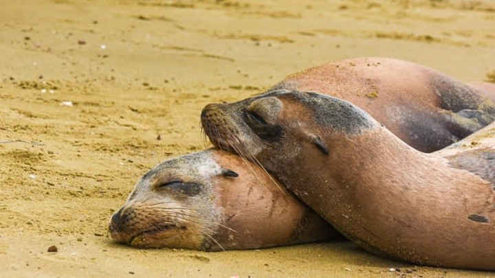 Are you dreaming of the ideal blend of relaxation and adventure? 🏝️🐢
The Galapagos Islands deserve a spot at the top of your bucket list! This once-in-a-lifetime journey allows you to immerse yourself in incredible wildlife, breathtaking landscapes, and unwind in true Celebrity style. It’s the perfect addition to your holiday wish list, and I’m here to help you turn that dream into reality! ✨🌍
#galapagos #bookcelebritycruises #celebritycruises
Personal Travel Mgmt | departures X dean
(778) 829-9747
dean@personaltravel.ca
https://www.departuresxdean.com/
https://www.personaltravel.ca/travel/agent/dean-nelson