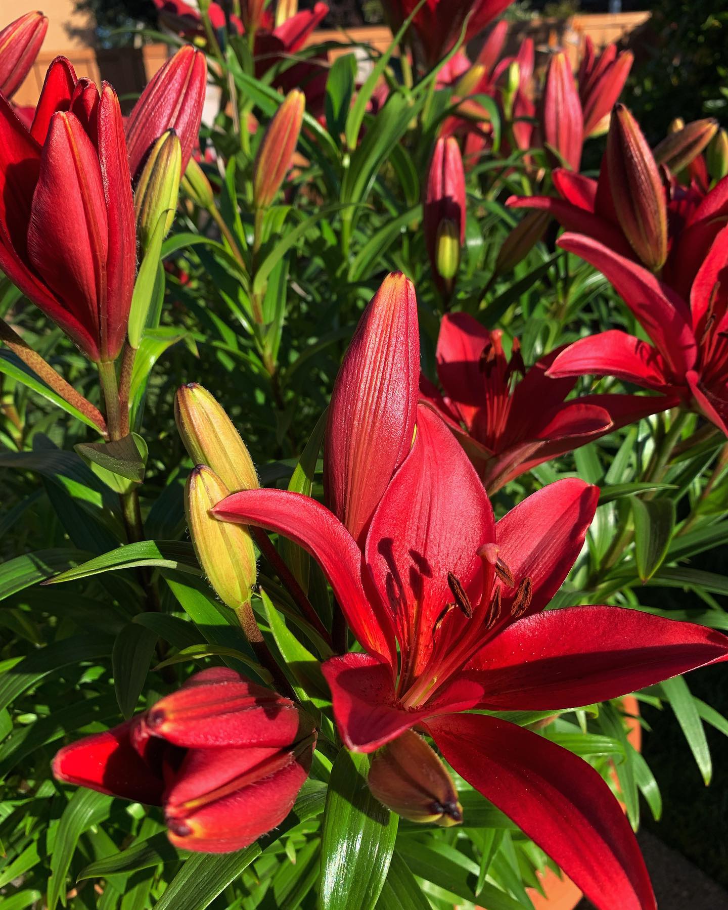 Loving the colors of our lily garden this year, it’s amazing how many flower sites there is! All fed with our Rose & Flower organic fertilizer and some Azos from @xtremegardening 🌺#growyourown #organic #flower #garden #greenthumb #gardenchat #gardening