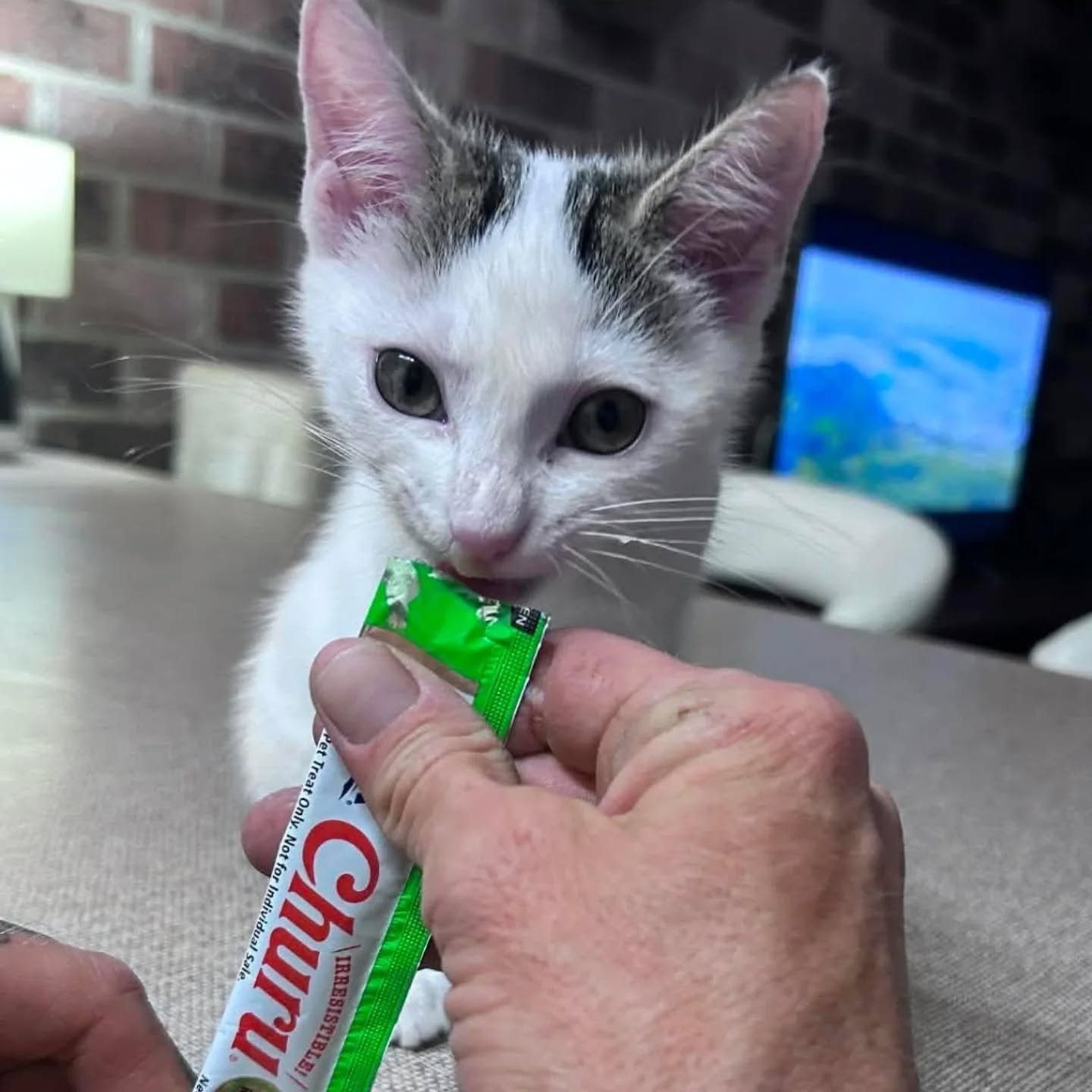 Our newest Churu fan, Zoey! đŸ
Weâre not sure whatâs cuter, Zoeyâs tiny paws or the way sheâs already mastered the art of the Churu squeeze. It looks like someone has officially joined the #ChuruLover club! We are so honored to be part of your first memories together.
Thanks for sharing @mags877
#ChuruPuree #NewKitten #CatParent #KittenLife ZoeyTheKitten