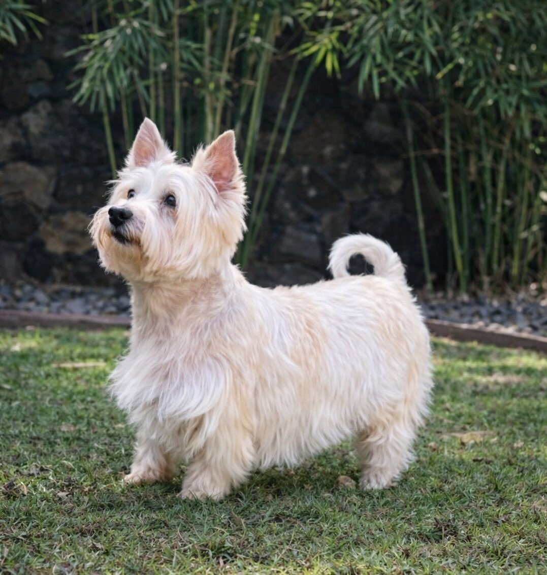 This Westie inspired trim keeps this buddy feeling his best while he lives his best ✨ for the zoomies, adventures, and daily dirt 🦴
Haircuts made for living 🌿
#westie #doggrooming #waybackwednesday #puppylove #maui