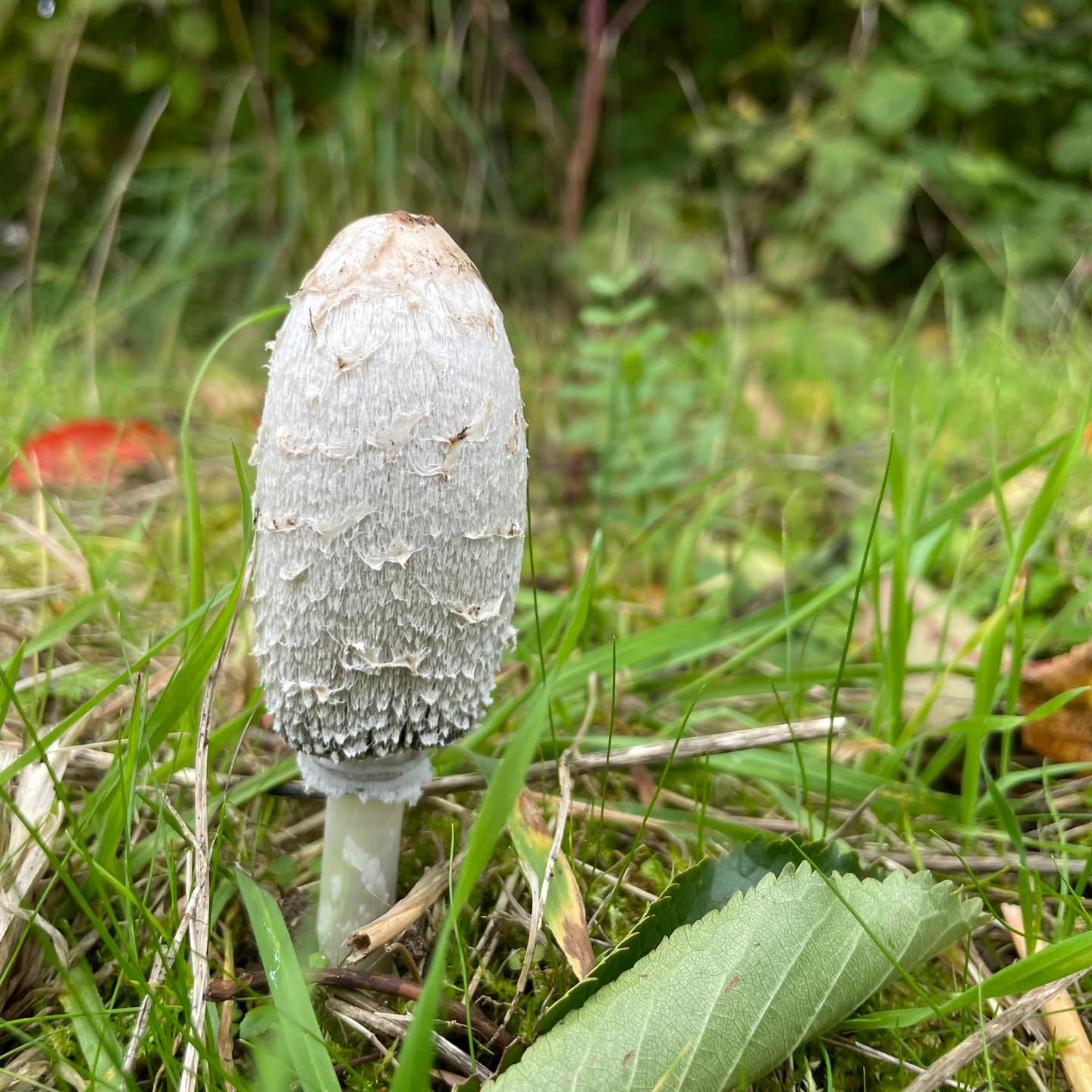 One of the frustrations of living on a housing estate is the attempts by local authorities to 'improve' and 'maintain' the edgelands and in-between spaces that add colour, biodiversity and foraging opportunities. It took some persuasion, for instance, to convince the council not to mow the bee orchids that started growing – apparently spontaneously – in the green spaces near our home before they’d had chance to seed, in part due to pressure from other residents to keep the neighbourhood looking neat and tidy.
.
Until few years ago, a small corner of mixed trees – wild cherry, blackthorn, spindle, hazel and dogwood – had been a regular foraging hotspot, especially for the shaggy inkcaps that popped-up each year.
.
And then the area was ‘improved’: the trees were cut back, most of the low-hanging branches were removed, and the soil was replaced by unhealthy-looking lawn and woodchip, and we had to search for new places to forage.
.
But this year, the shaggy inkcaps have returned! We won’t be harvesting this one – we want to give them a chance to recover – but it’s heartening to see nature fighting back against our misguided attempts at urban landscaping!
.
.
.
.
.
.
#shaggyinkcap #mushrooms #fungi #mushroomsofinstagram #shaggymane #inkcaps #myseasonalstory #mushroomphotography #natureslarder #nature #autumn #ukcountryside #mushroomspotting #naturalengland #mushroomhunting #mushroomlover #wildmushrooms #countrysidewalk #forager #foragedfood #onmydoorstep #mycology #naturelovers #nature_seekers #ig_captures_nature #nature_good #simplepleasures