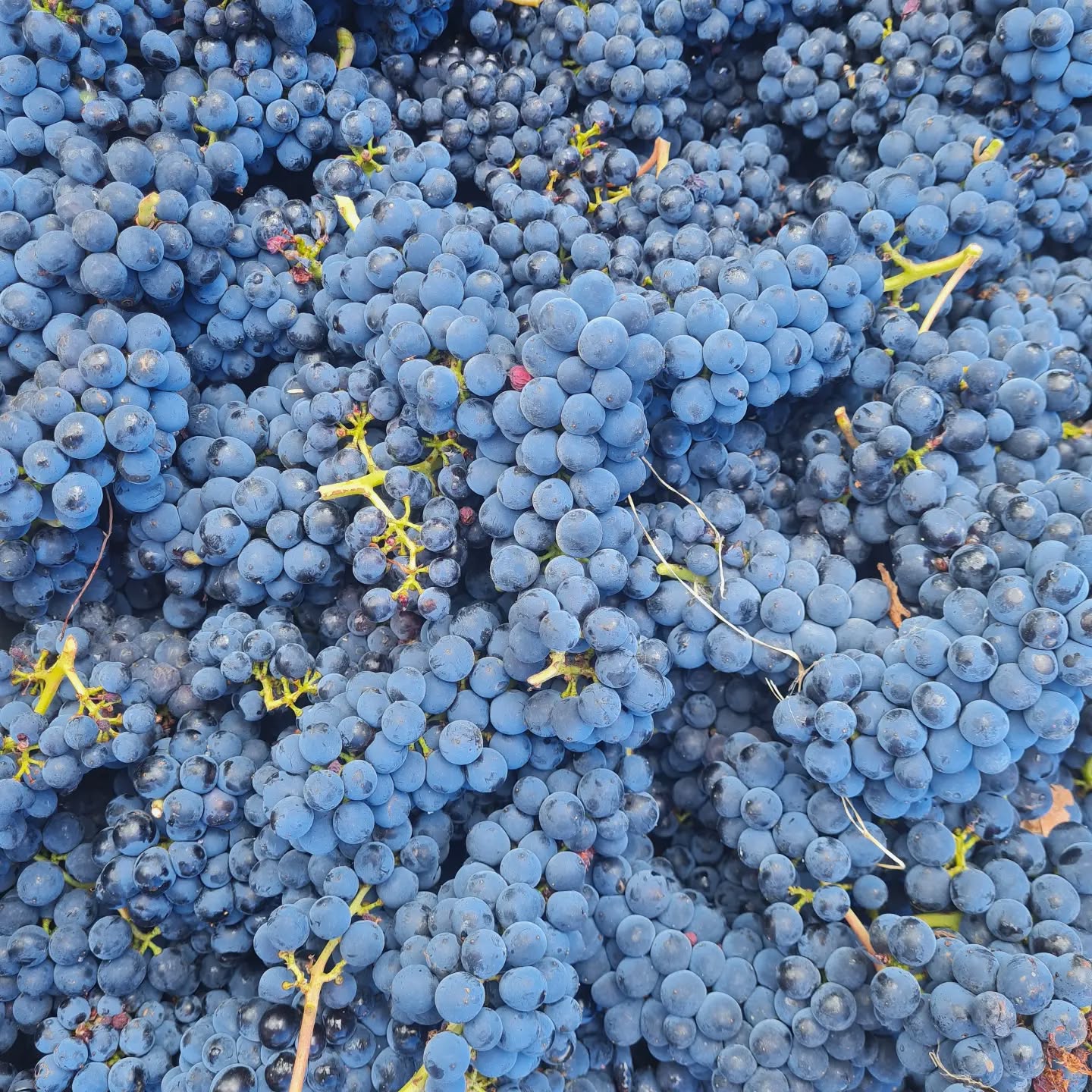 Vendange 2022 Pinots noirs #grandcru #champagnelover #montagnedereims