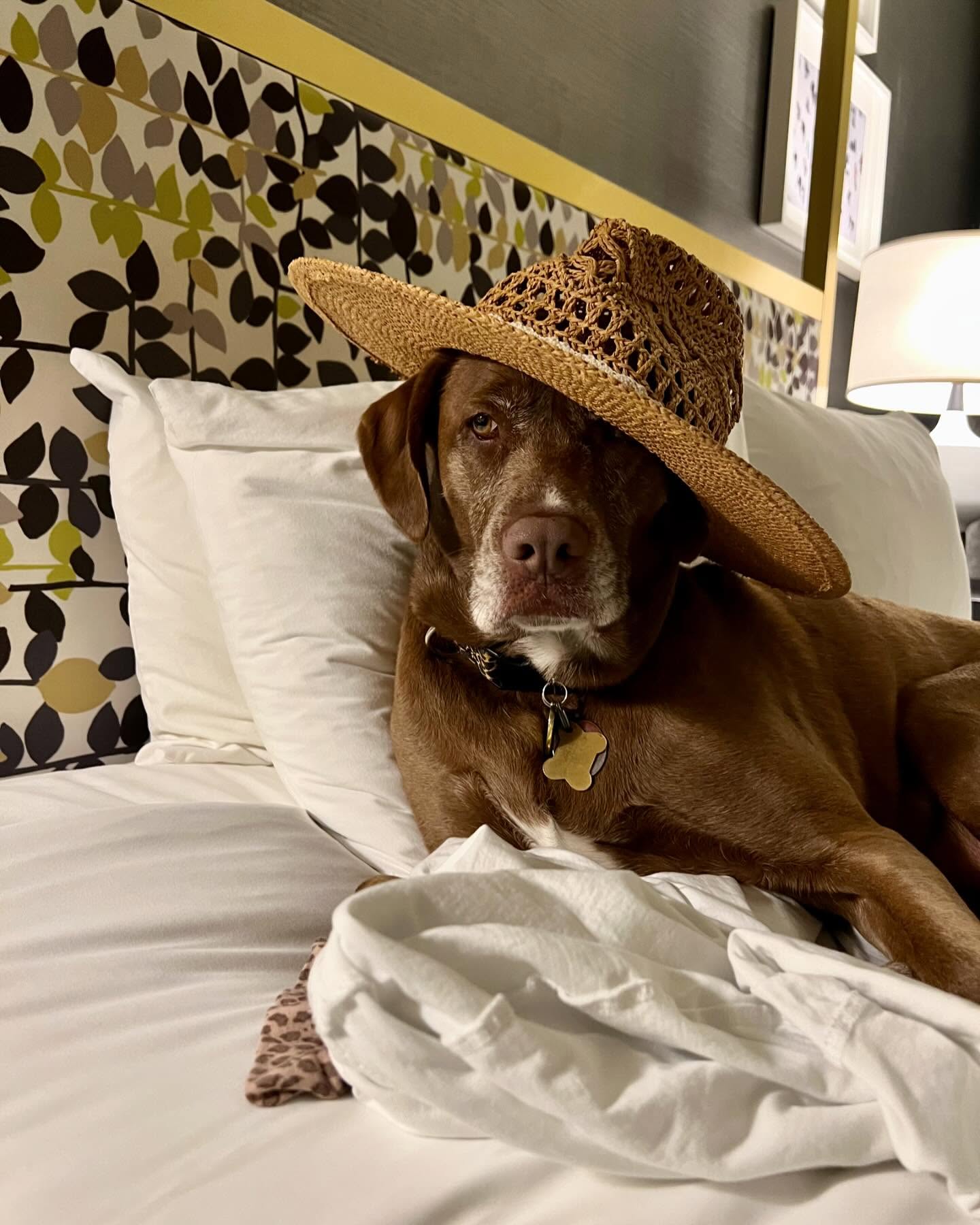 Happy National Pet Day!!
2 years ago Lita ๐พ and I were in Savannah just over a week into our U.S. adventure road trip! I'm currently in the process of documenting our journey with photo books and it's bringing back so many amazing memories and bringing up a lot! ๐
It's funny that for so long one of the things that held me back from getting a dog was my love to travel and my job at the time also required a lot of travel ... yet my most epic trip of my life would probably never have happened without Lita!! ๐พ
We can't always see the outcome of our choices immediately but we can always dream and take it one step at a time ๐ซ
๐ What big decisions are you currently putting off?
๐ What might happen if you take action?
๐ โค๏ธ๐ โค๏ธ๐ โค๏ธ๐ โค๏ธ๐ โค๏ธ๐ โค๏ธ๐
#dowhatmakesyoursoulshine #dreambig #dreamscancometrue #travel #roadtrip #nationalpetday #dogsofinstagram #Savannah #southernbelle #annalita2022 #entrepreneurialsoul ๐ฆ